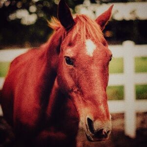 Meet your Posher, Forever Wild Finds